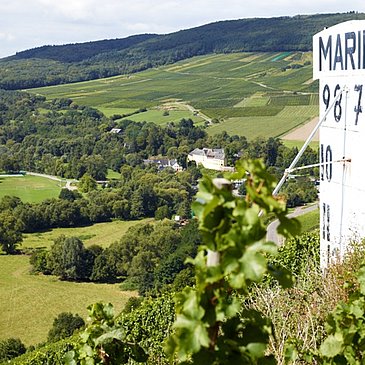 Maringer Sonnenuhr inmitten der Weinberge