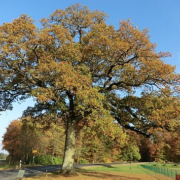 Große Eiche am Ortseingang Valwigerberg