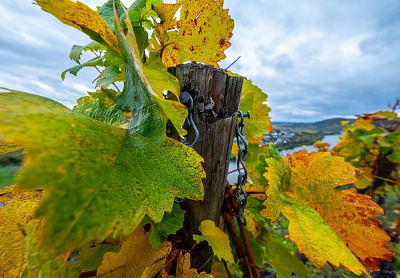 Weinberge an der Mosel
