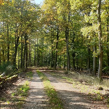 Natur pur - Waldabschnitt entlang der Strecke