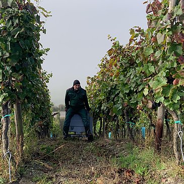 Weinreben