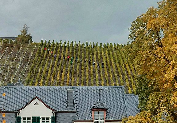 Lieser: Traubenlese