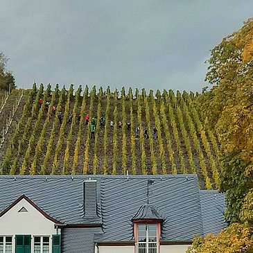 Lieser: Traubenlese