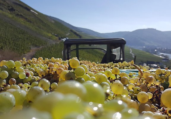 Weinlese