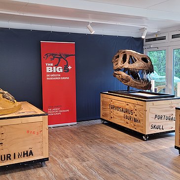 Das Bild zeigt eine Ausstellung im Dinopark Teufelsschlucht.