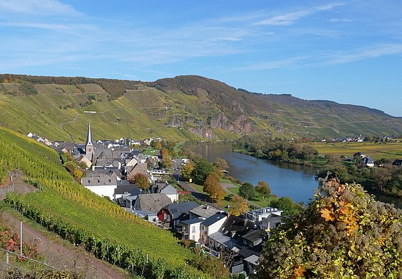 Wandern durch die Weinberge von Ürzig