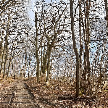 Waldweg entlang der Strecke