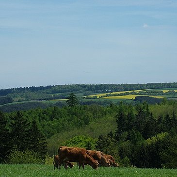 Radurlaub im Mosel-Hunsrück