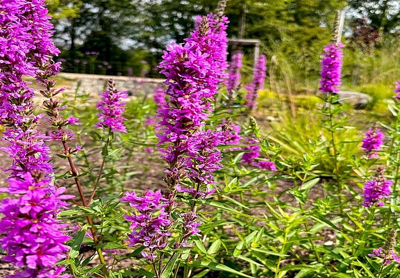Blumen im Kurpark