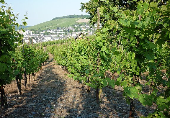 Weinberg 