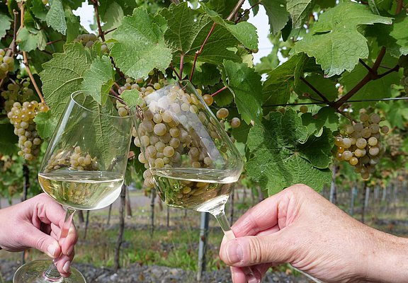 Weine im Weinberg genießen