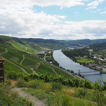 Ausblick auf Graach, Wehlen und die Weinberge
