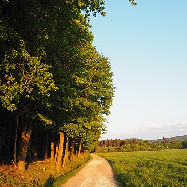 Wald und Wiesenweg