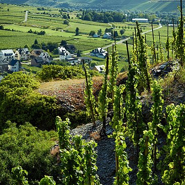 Weinfeste an der Mosel