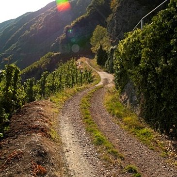 Wirtschaftsweg durch die Weinberge
