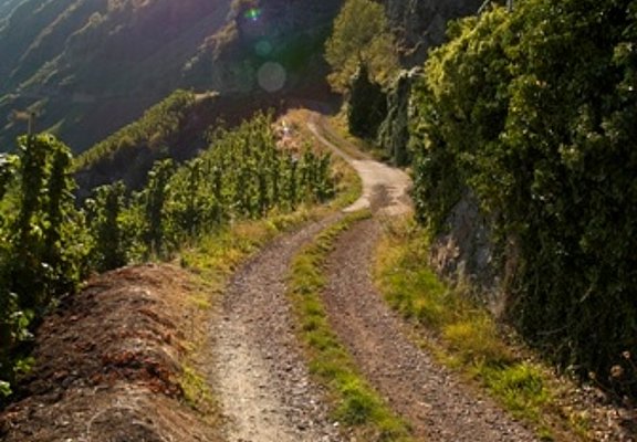 Wirtschaftsweg durch die Weinberge