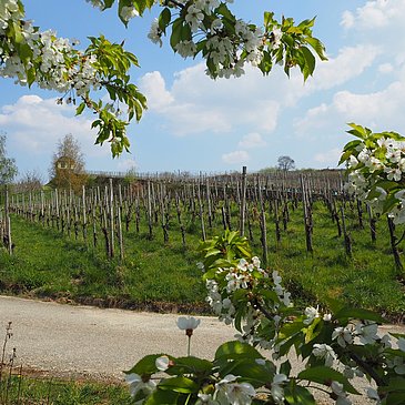 Blick auf die Weinberge und das Helenkloster