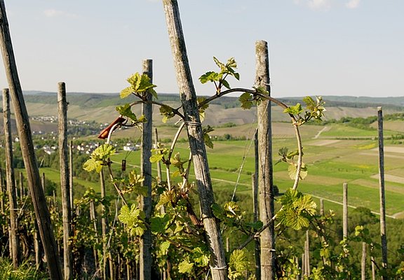 Rebherzbindung: Weinbau an der Mosel