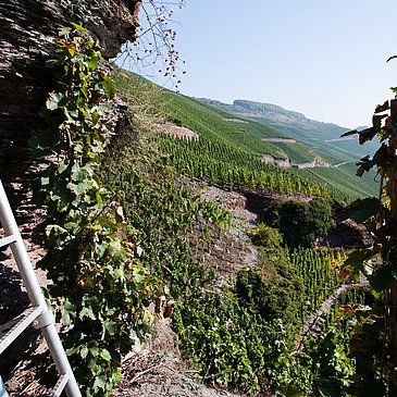 Blick in die Weinberge