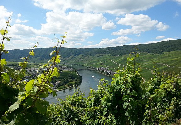Piesport