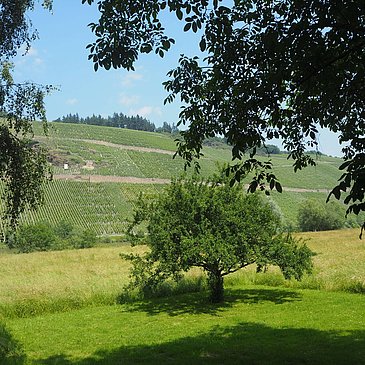 Wiesen und Weinberge um Brauneberg