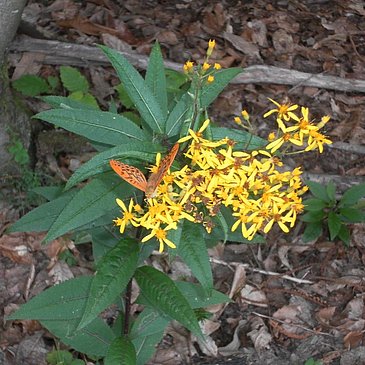 Flora auf dem Wanderweg