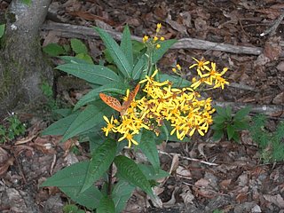 Flora auf dem Wanderweg