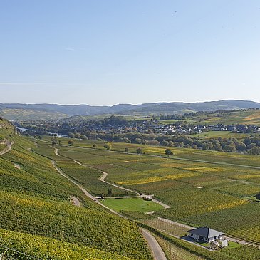 Weinberge soweit das Auge reicht