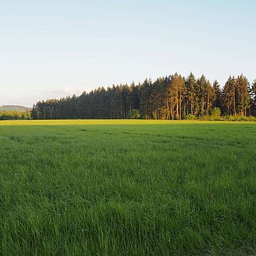 Wald- und Wiesenlandschaft