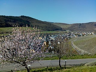 Blick auf Zeltingen-Rachtig aus dem Sortengarten