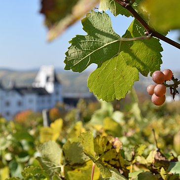 Weinreben vor Schloss Berg