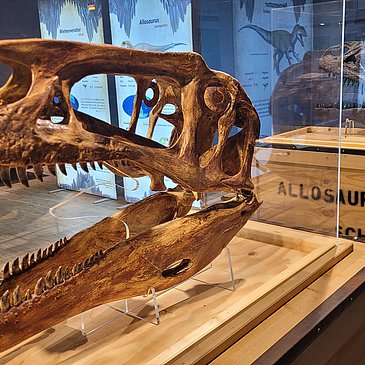 Das Bild zeigt den Schädel eines Dinosauriers.
