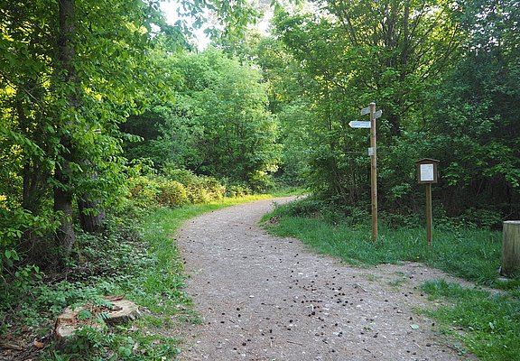 Waldstrecke