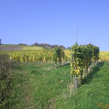 Blick aus den Weinbergen auf die Römergräber Nehren