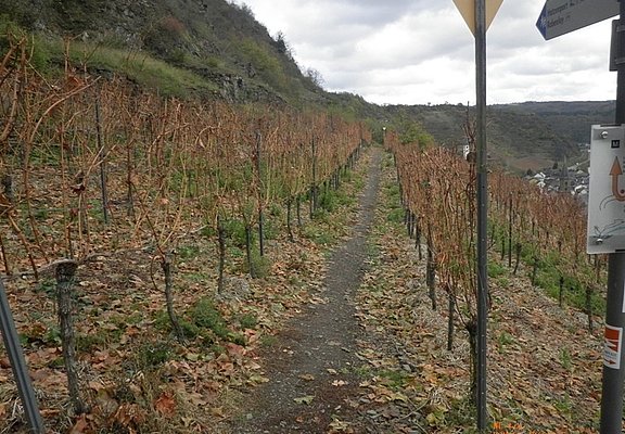 Mitten durch die Hatzenporter Weinberge