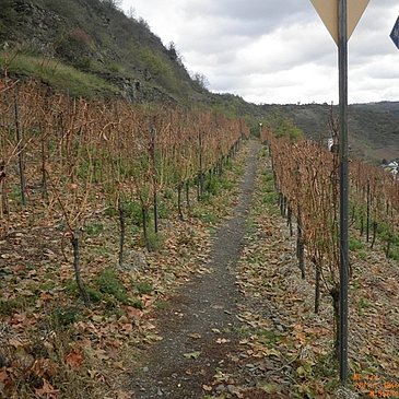 Mitten durch die Hatzenporter Weinberge