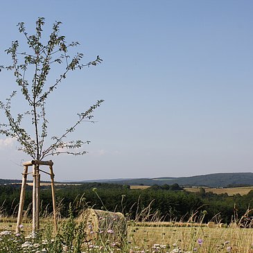 Felderlandschaft bei Longkamp