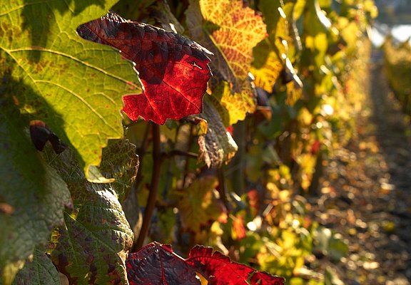 Weinberg im Herbst
