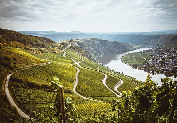 Moselloreley