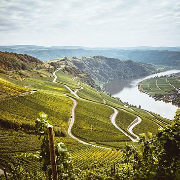 Moselloreley