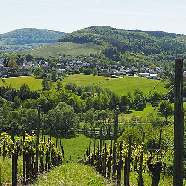 Inmitten von Weinbergen und Wiesen