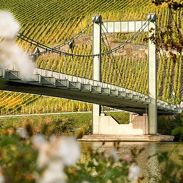 Hängebrücke Wehlen