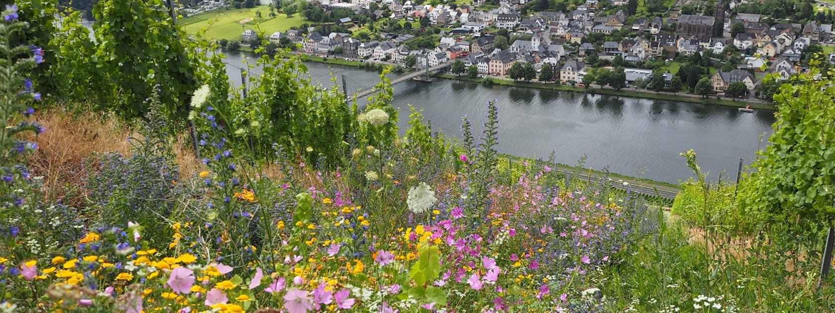 Lebendige Moselweinberge
