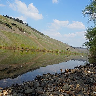 Moselufer bei Brauneberg