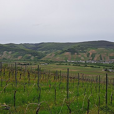Weinberge oberhalb von Brauneberg
