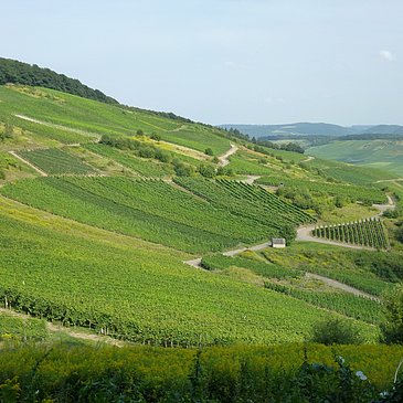 Weinberge an der Mosel in Kesten