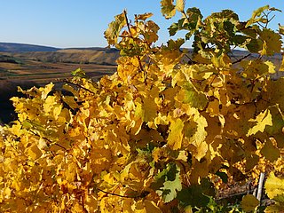 Weinberge im Herbst