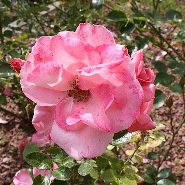 20 Rosenarten sind vertreten
