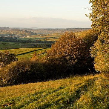 Wald- und Wiesenlandschaft 