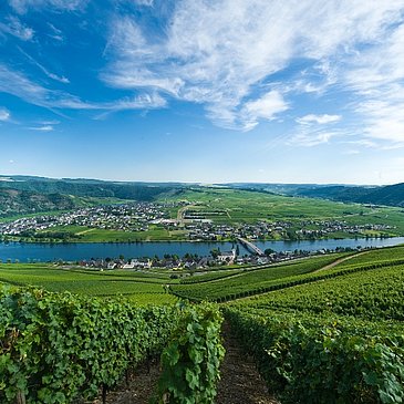 Piesporter Moselschleife
